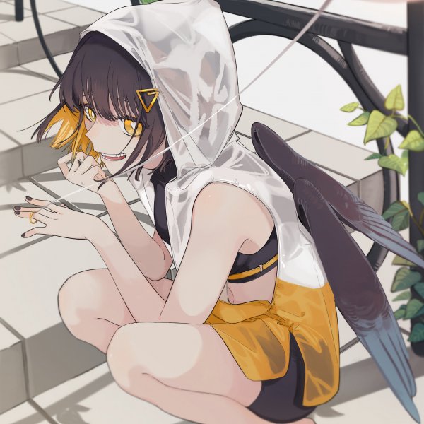 八哥