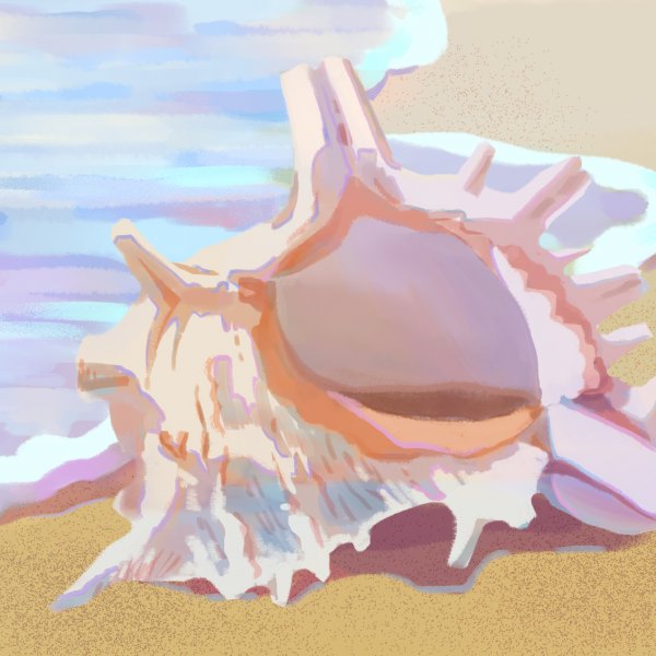 夏日的海灘貝殼